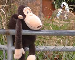 Orangutan hides under blanket.