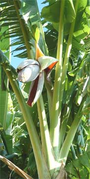 Giant banana blossom becons Opice.